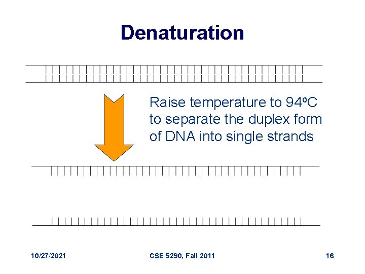 Denaturation Raise temperature to 94 o. C to separate the duplex form of DNA