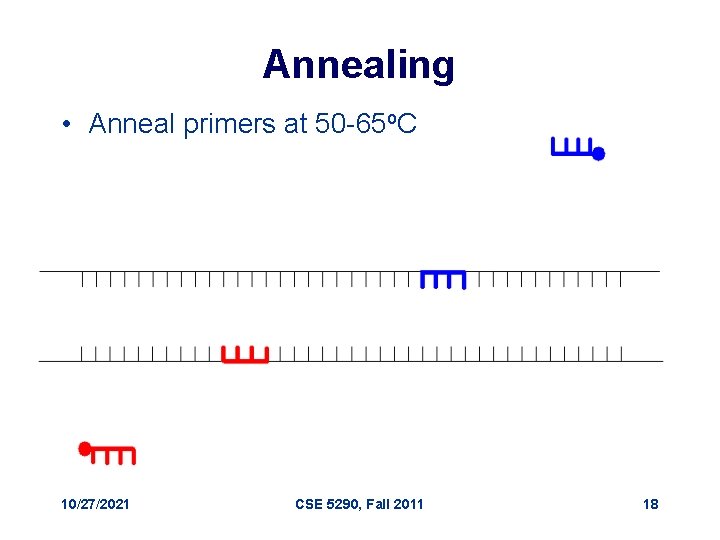 Annealing • Anneal primers at 50 -65 o. C 10/27/2021 CSE 5290, Fall 2011