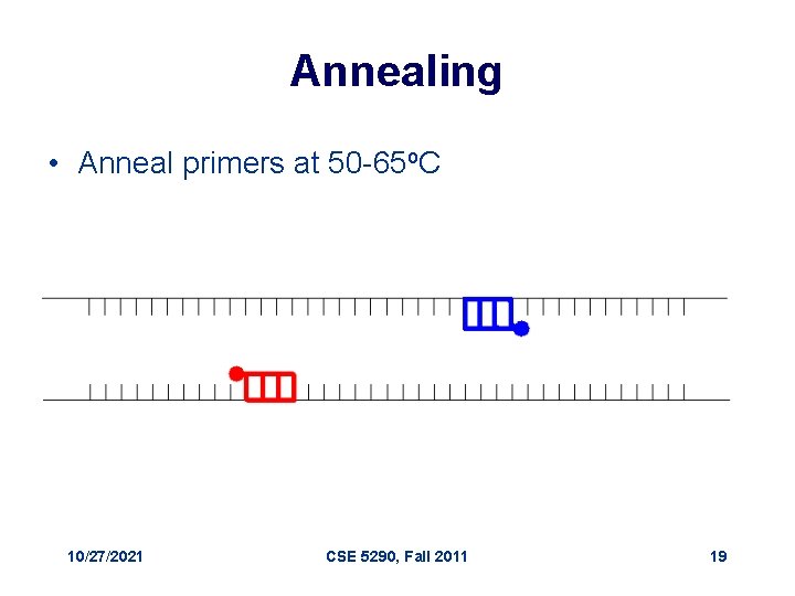 Annealing • Anneal primers at 50 -65 o. C 10/27/2021 CSE 5290, Fall 2011