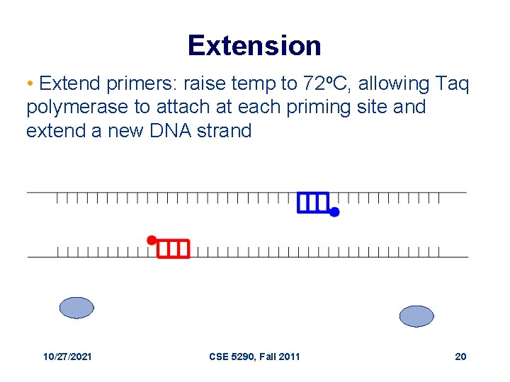 Extension • Extend primers: raise temp to 72 o. C, allowing Taq polymerase to