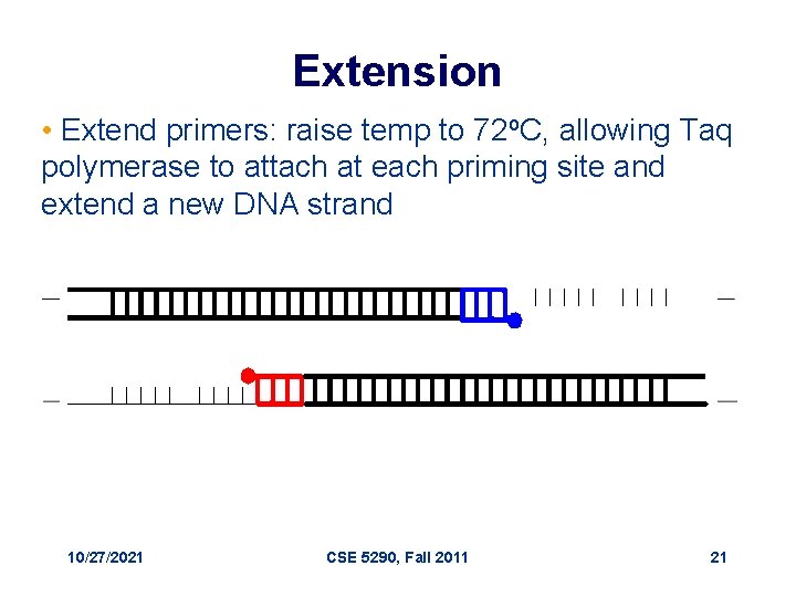 Extension • Extend primers: raise temp to 72 o. C, allowing Taq polymerase to