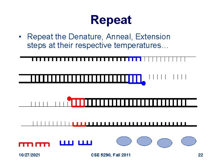 Repeat • Repeat the Denature, Anneal, Extension steps at their respective temperatures… 10/27/2021 CSE