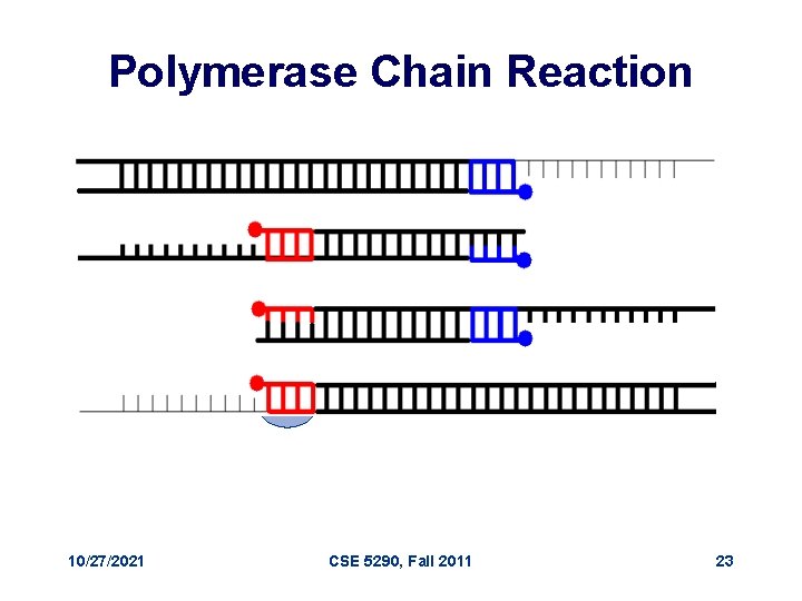 Polymerase Chain Reaction 10/27/2021 CSE 5290, Fall 2011 23 