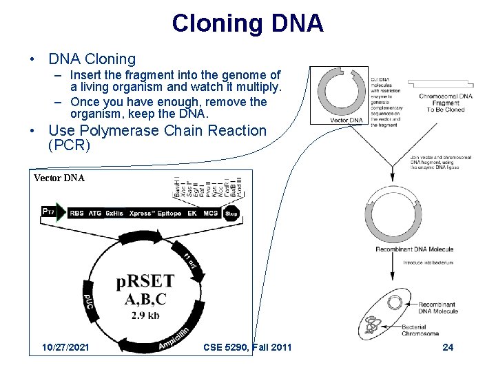 Cloning DNA • DNA Cloning – Insert the fragment into the genome of a