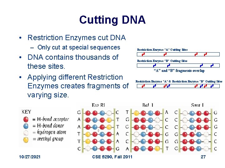 Cutting DNA • Restriction Enzymes cut DNA – Only cut at special sequences •