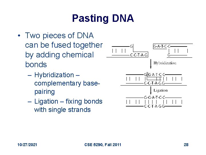 Pasting DNA • Two pieces of DNA can be fused together by adding chemical