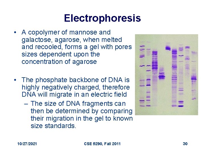 Electrophoresis • A copolymer of mannose and galactose, agarose, when melted and recooled, forms