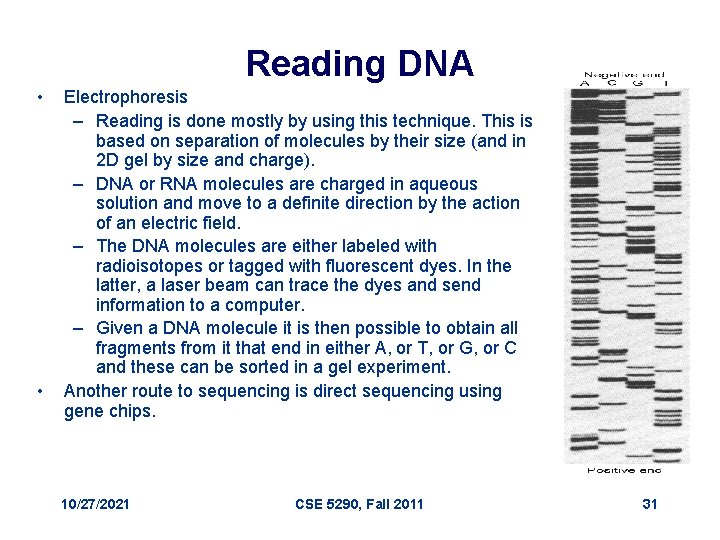 Reading DNA • • Electrophoresis – Reading is done mostly by using this technique.