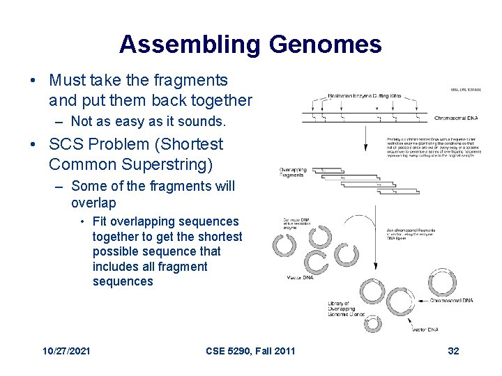 Assembling Genomes • Must take the fragments and put them back together – Not