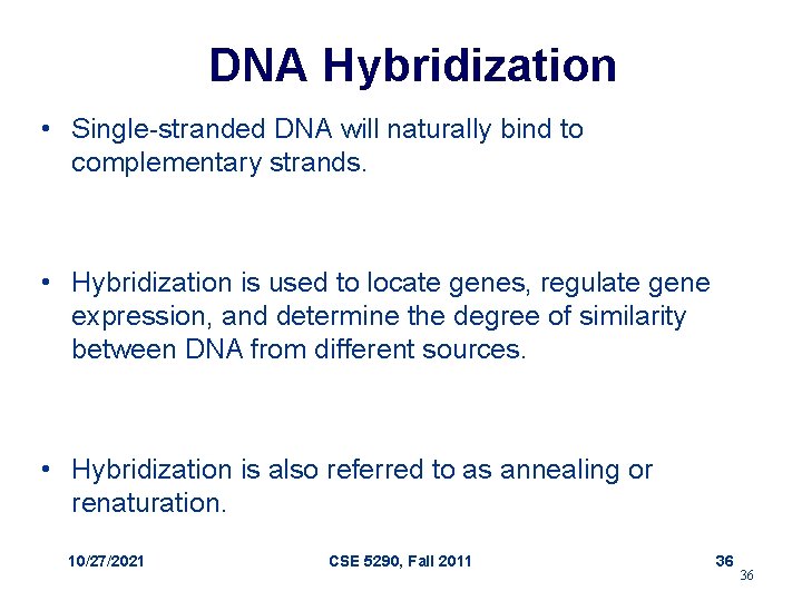 DNA Hybridization • Single-stranded DNA will naturally bind to complementary strands. • Hybridization is