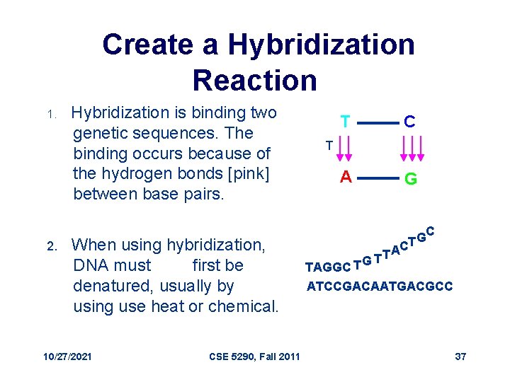 Create a Hybridization Reaction 1. 2. Hybridization is binding two genetic sequences. The binding