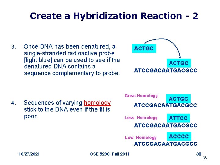 Create a Hybridization Reaction - 2 3. Once DNA has been denatured, a single-stranded