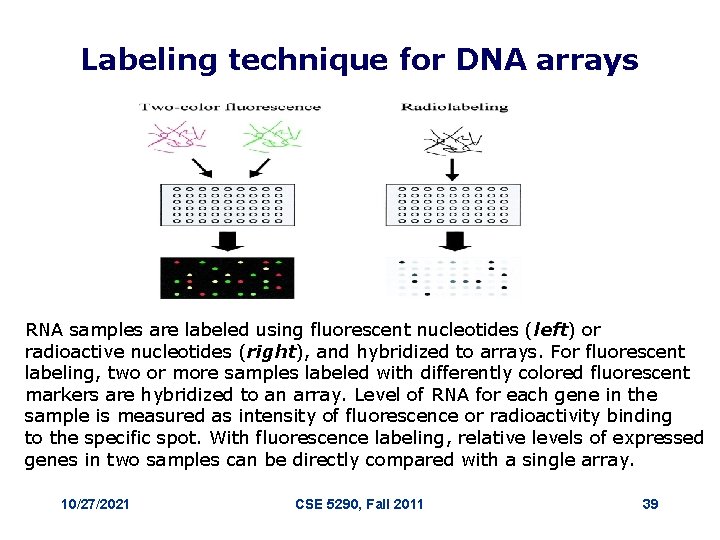 Labeling technique for DNA arrays RNA samples are labeled using fluorescent nucleotides (left) or