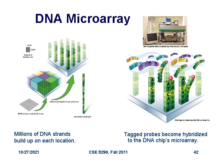 DNA Microarray Millions of DNA strands build up on each location. 10/27/2021 Tagged probes