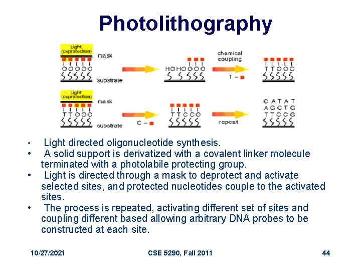 Photolithography Light directed oligonucleotide synthesis. • A solid support is derivatized with a covalent