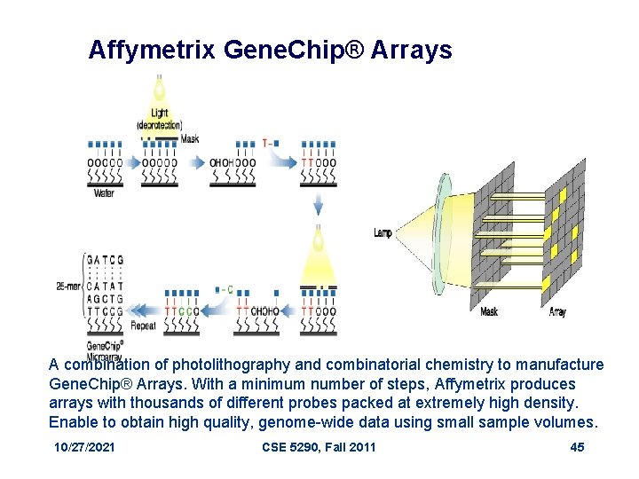 Affymetrix Gene. Chip® Arrays A combination of photolithography and combinatorial chemistry to manufacture Gene.