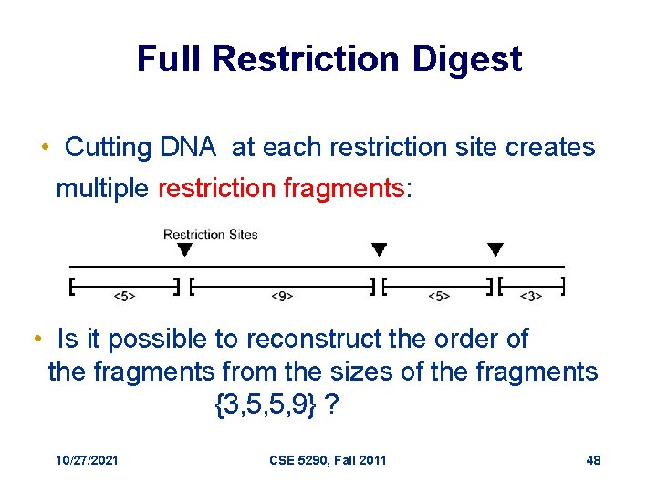Full Restriction Digest • Cutting DNA at each restriction site creates multiple restriction fragments: