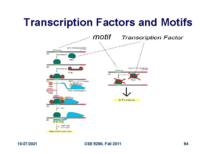 Transcription Factors and Motifs 10/27/2021 CSE 5290, Fall 2011 94 