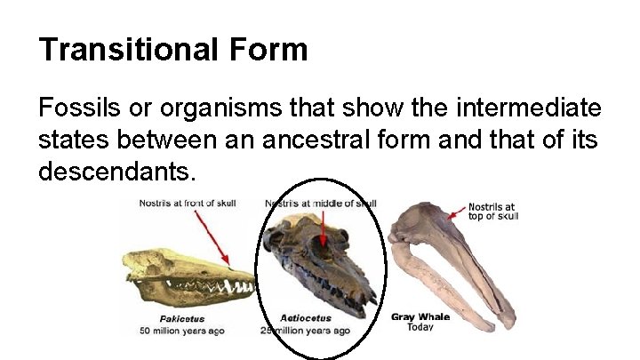 Transitional Form Fossils or organisms that show the intermediate states between an ancestral form