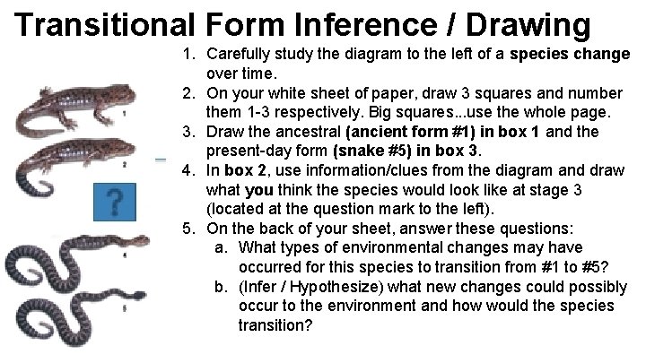 Transitional Form Inference / Drawing 1. Carefully study the diagram to the left of