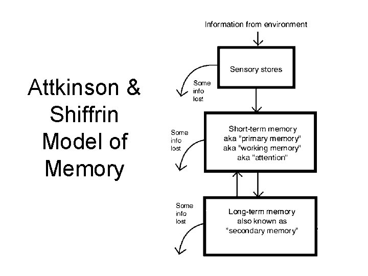 Attkinson & Shiffrin Model of Memory 