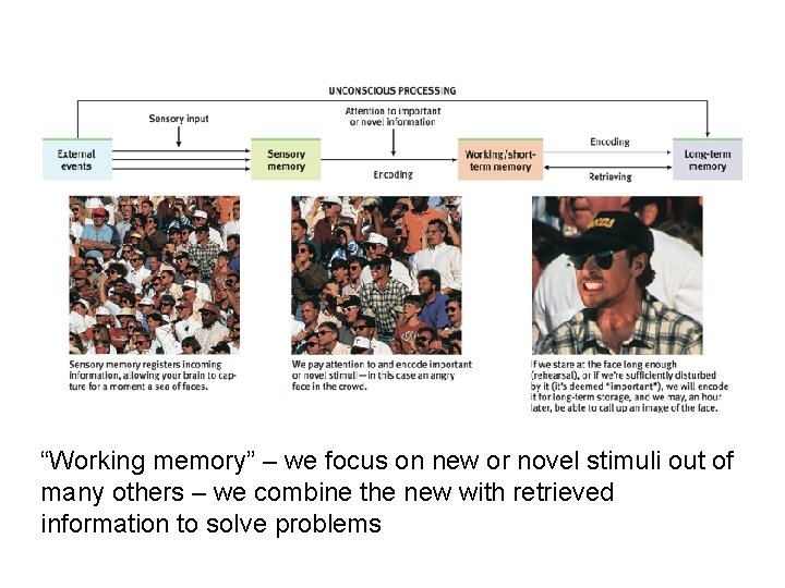 “Working memory” – we focus on new or novel stimuli out of many others