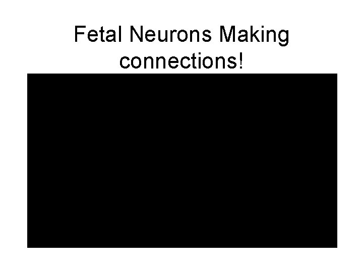 Fetal Neurons Making connections! 