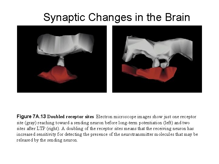 Synaptic Changes in the Brain Figure 7 A. 13 Doubled receptor sites Electron microscope