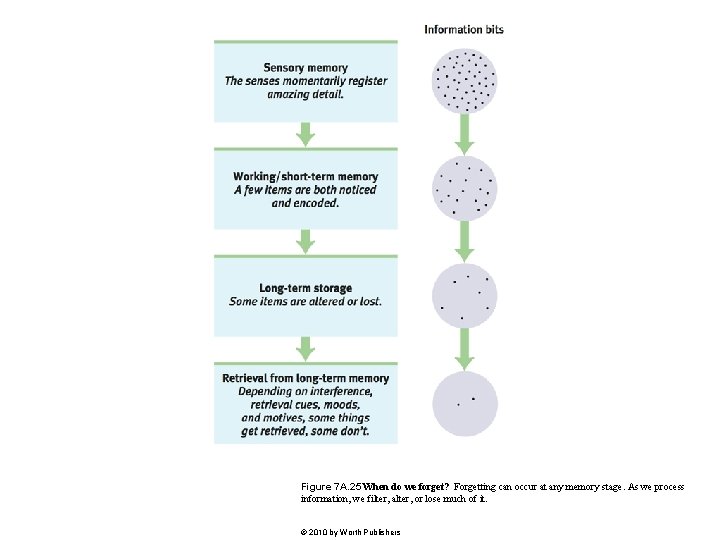 Figure 7 A. 25 When do we forget? Forgetting can occur at any memory