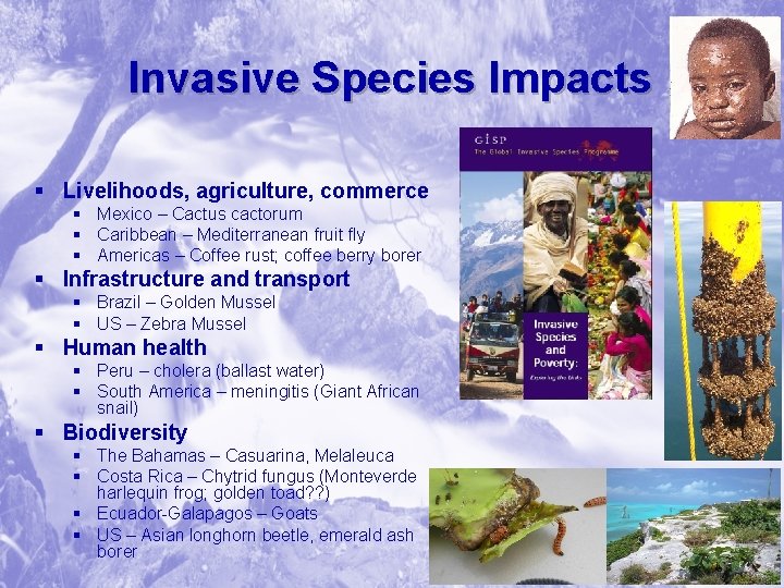 Invasive Species Impacts § Livelihoods, agriculture, commerce § Mexico – Cactus cactorum § Caribbean