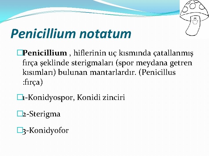 Penicillium notatum �Penicillium , hiflerinin uç kısmında çatallanmış fırça şeklinde sterigmaları (spor meydana getren