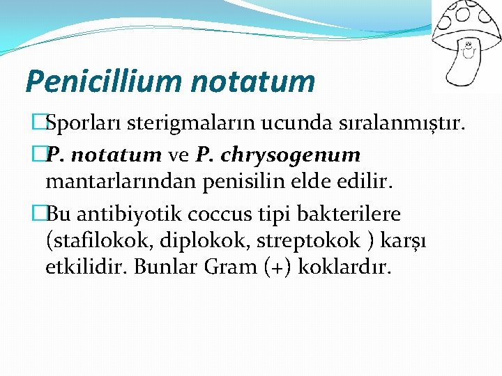 Penicillium notatum �Sporları sterigmaların ucunda sıralanmıştır. �P. notatum ve P. chrysogenum mantarlarından penisilin elde