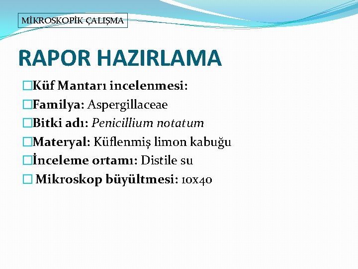 MİKROSKOPİK ÇALIŞMA RAPOR HAZIRLAMA �Küf Mantarı incelenmesi: �Familya: Aspergillaceae �Bitki adı: Penicillium notatum �Materyal: