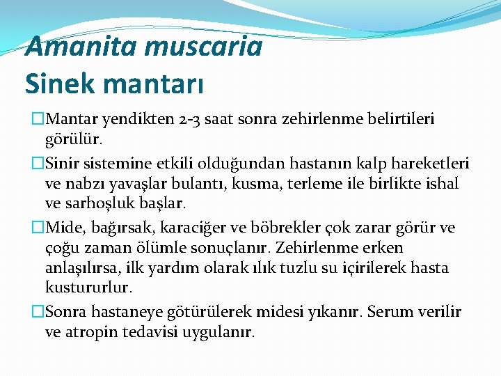 Amanita muscaria Sinek mantarı �Mantar yendikten 2 -3 saat sonra zehirlenme belirtileri görülür. �Sinir