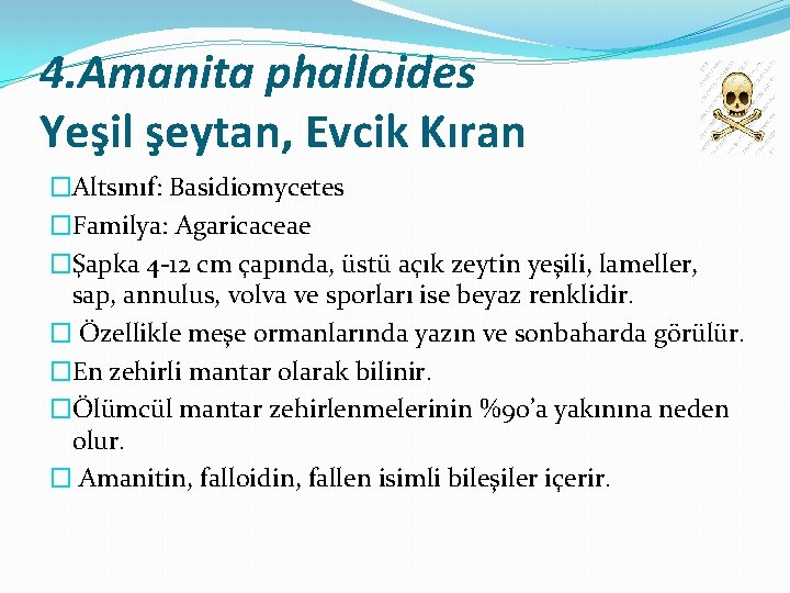 4. Amanita phalloides Yeşil şeytan, Evcik Kıran �Altsınıf: Basidiomycetes �Familya: Agaricaceae �Şapka 4 -12