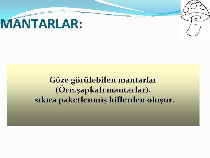 MANTARLAR: Göze görülebilen mantarlar (Örn. şapkalı mantarlar), sıkıca paketlenmiş hiflerden oluşur. 