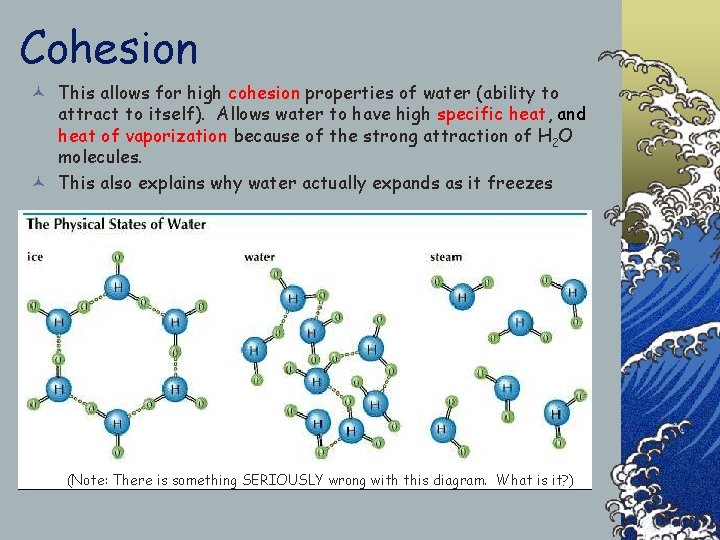 Cohesion © This allows for high cohesion properties of water (ability to attract to