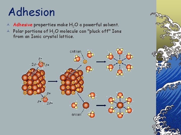 Adhesion © Adhesive properties make H 2 O a powerful solvent. © Polar portions