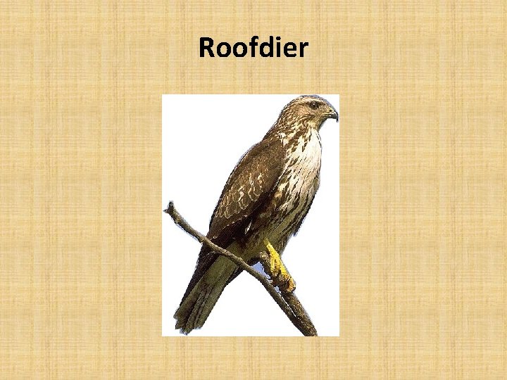 Roofdier 