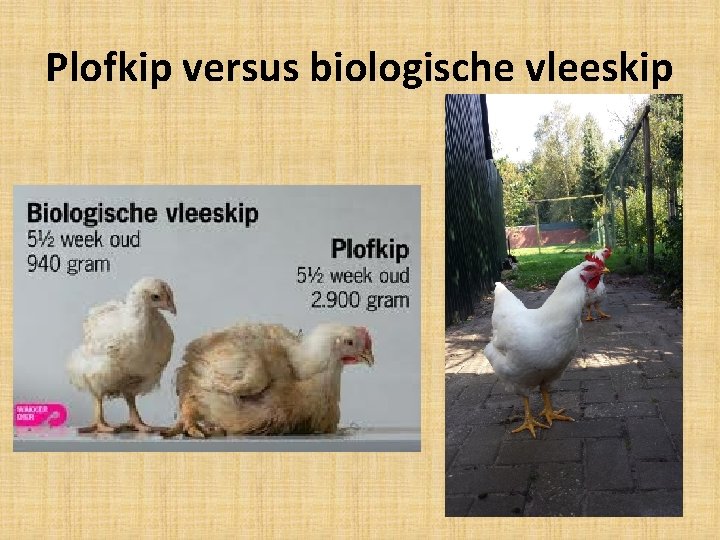 Plofkip versus biologische vleeskip 