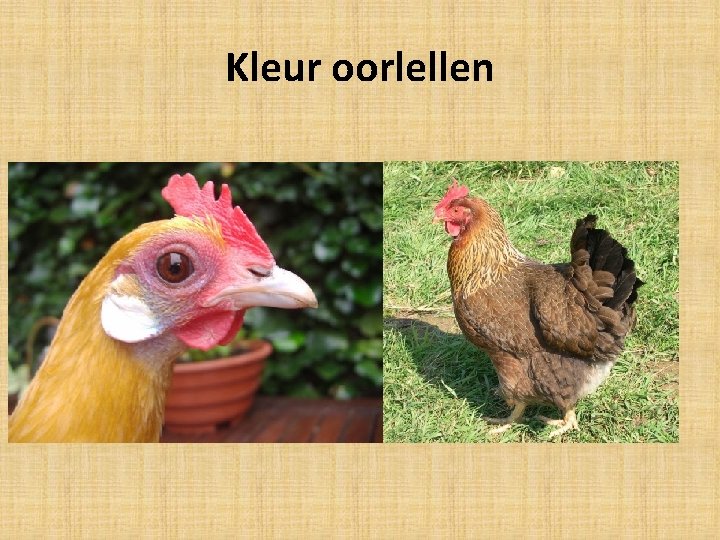 Kleur oorlellen 