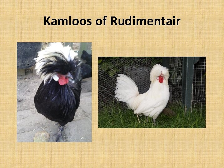 Kamloos of Rudimentair 