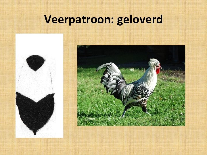 Veerpatroon: geloverd 