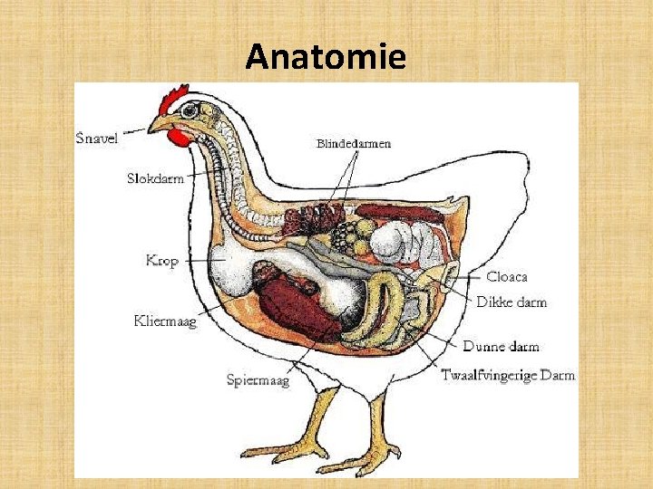 Anatomie 