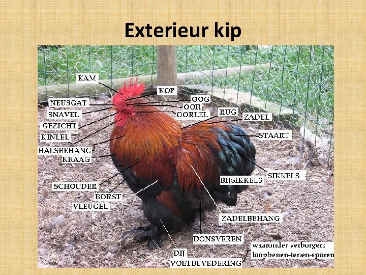 Exterieur kip 