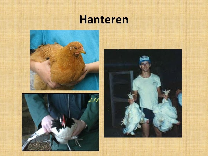 Hanteren 