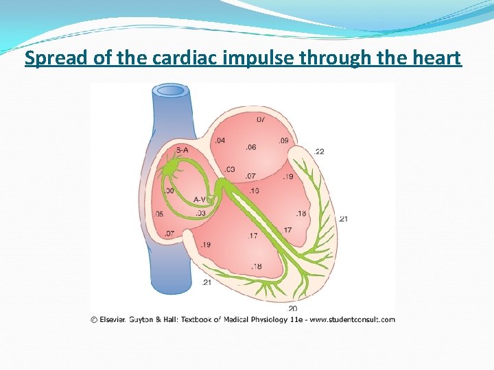 Spread of the cardiac impulse through the heart 