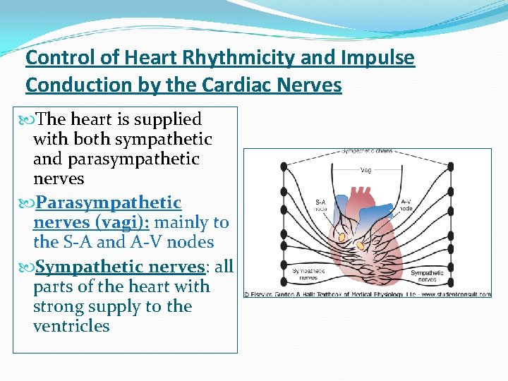 Control of Heart Rhythmicity and Impulse Conduction by the Cardiac Nerves The heart is