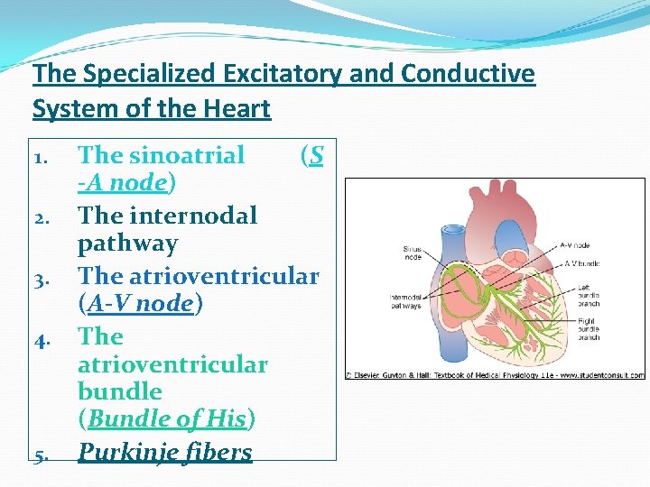 The Specialized Excitatory and Conductive System of the Heart 1. 2. 3. 4. 5.