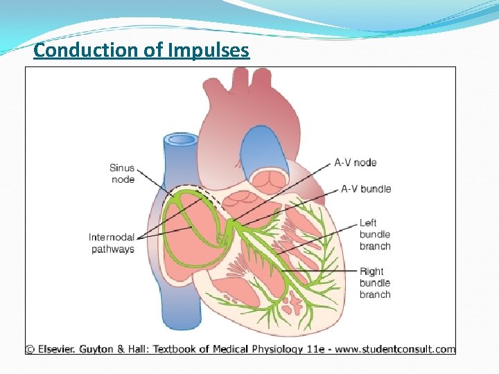 Conduction of Impulses 